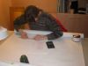 Pincha para agrandar